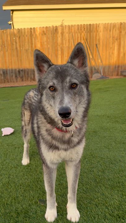 Enlarge Kraven, a Adoptable Husky in Denver, CO video 5/5