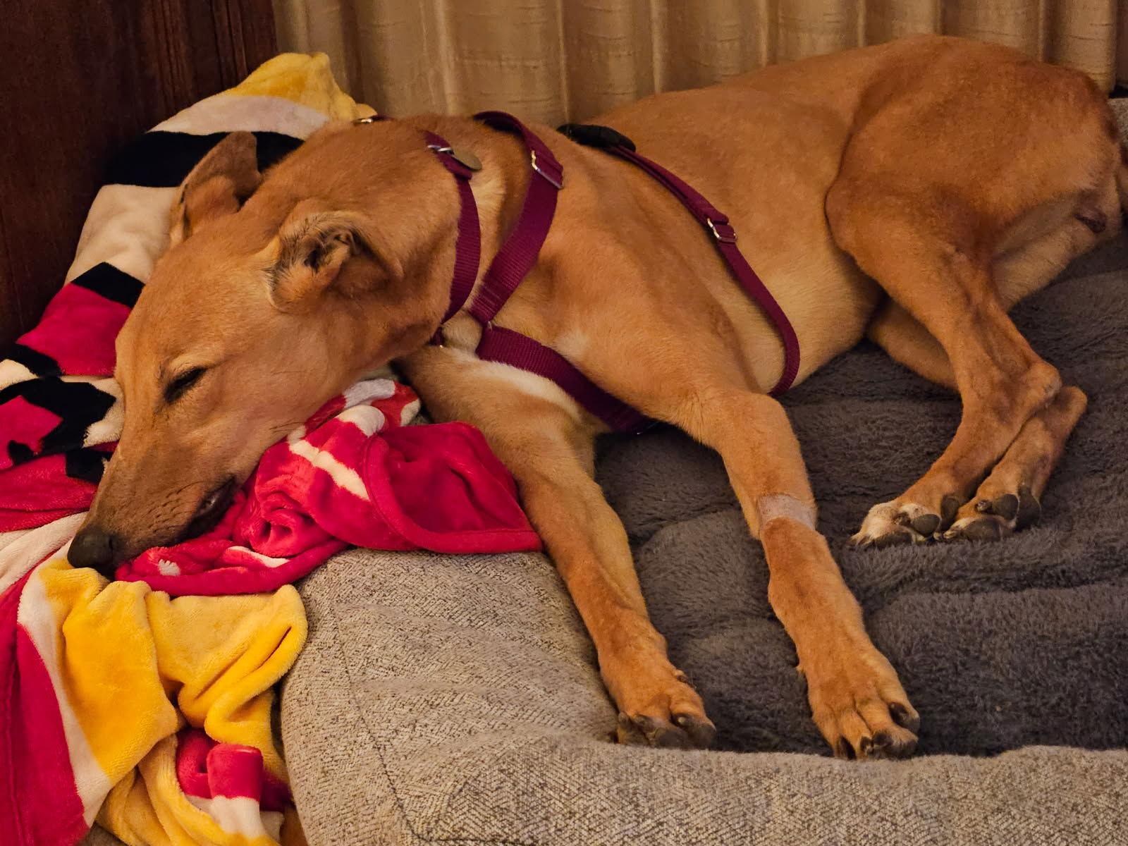 Hudson, Adoptable, Adult Male Greyhound.