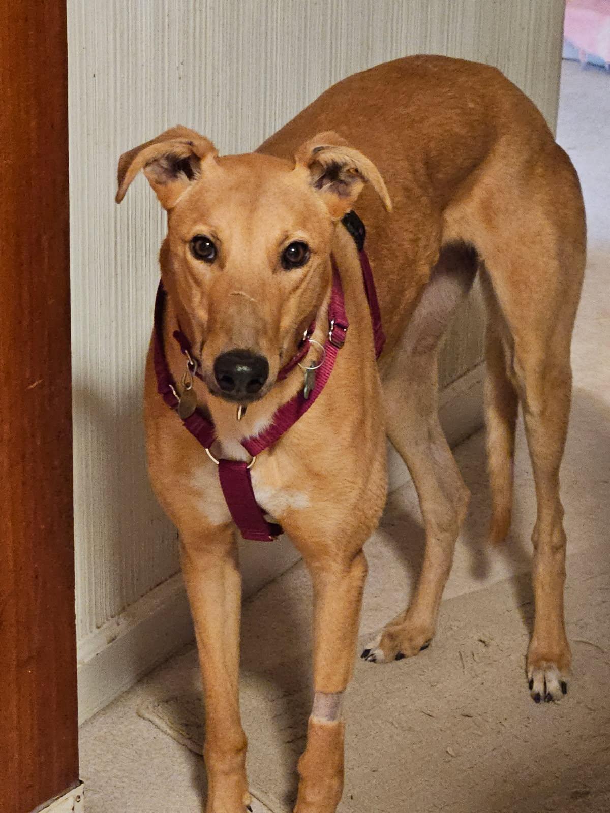 Enlarge Hudson, a Adoptable Greyhound in Kansas City, MO image 2/2