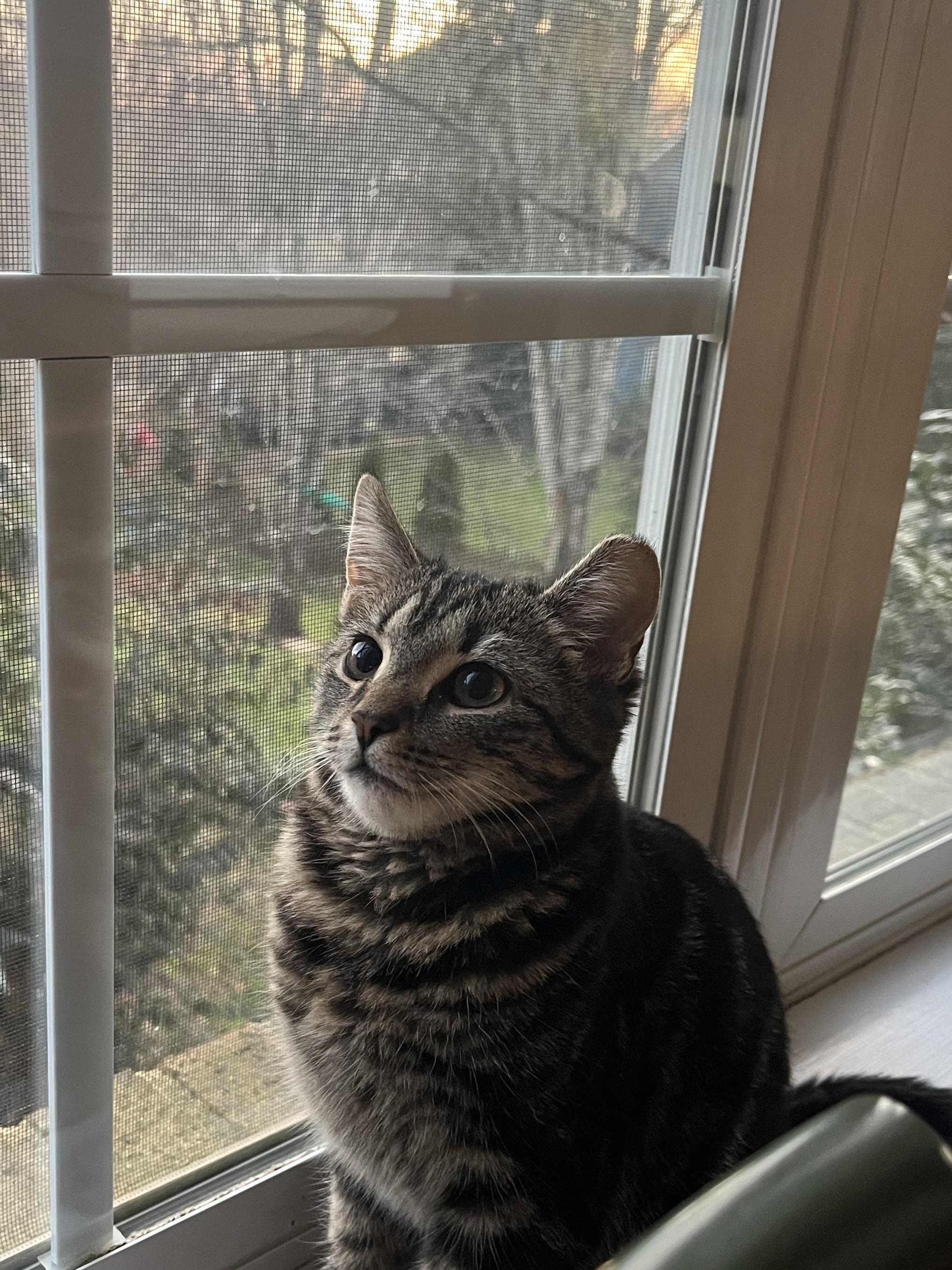 Enlarge Turkey, a Adopted Domestic Short Hair in Davidson, NC image 1/3