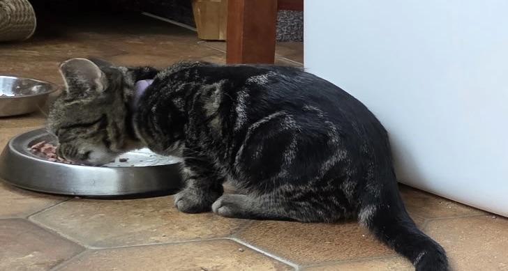 Enlarge Turkey, a Adopted Domestic Short Hair in Davidson, NC image 2/3