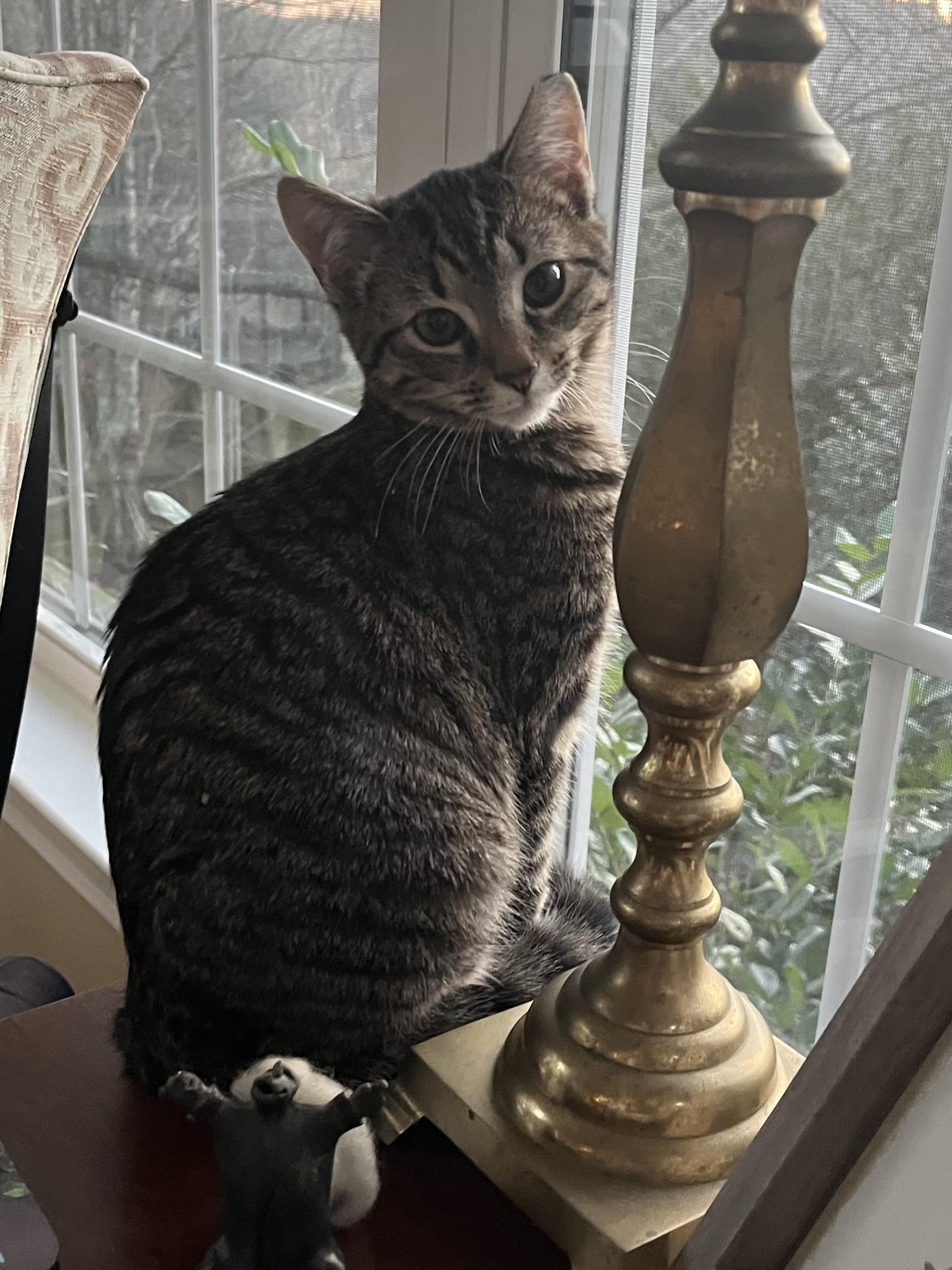 Enlarge Turkey, a Adopted Domestic Short Hair in Davidson, NC image 3/3