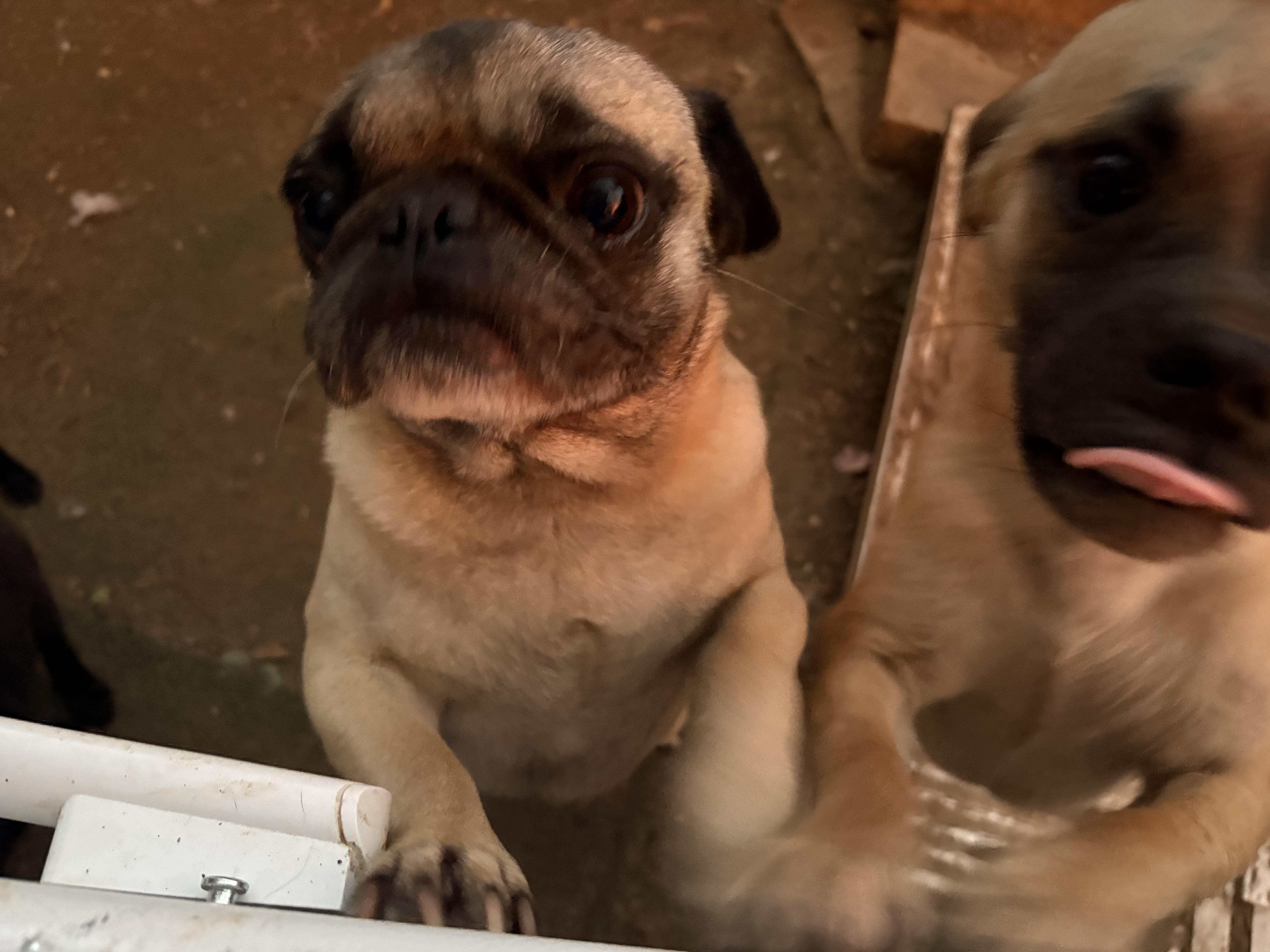 Boujie, ADOPTABLE, Adult Male Pug.