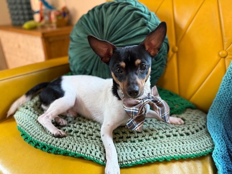 Blaze Rocket — thumbnail 3