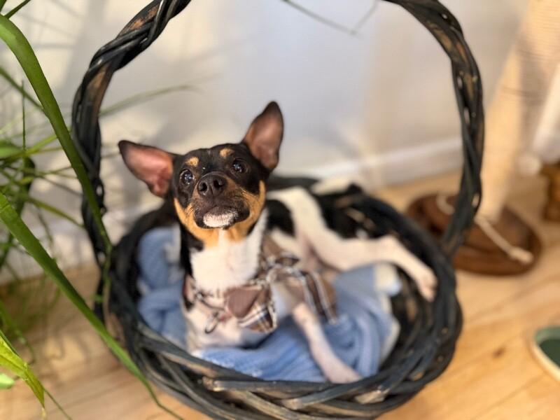 Blaze Rocket — thumbnail 5