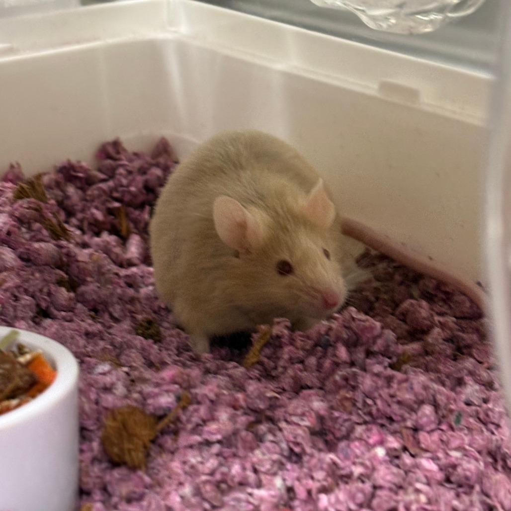 Cinnamon, Adoptable, Adult Male Mouse.
