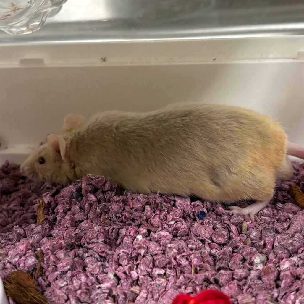 Cinnamon, a Adoptable Mouse in Saint Cloud, MN image 2/6