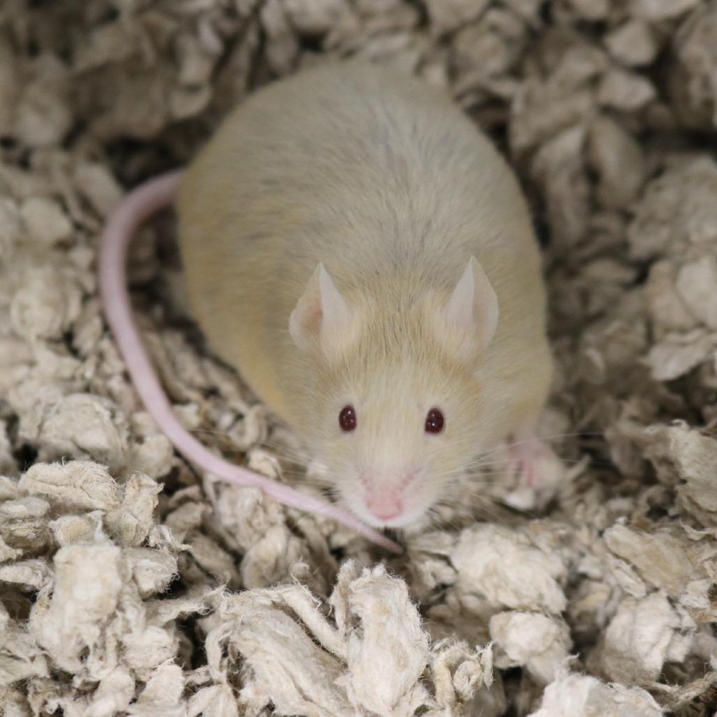 Cinnamon, a Adoptable Mouse in Saint Cloud, MN image 3/6