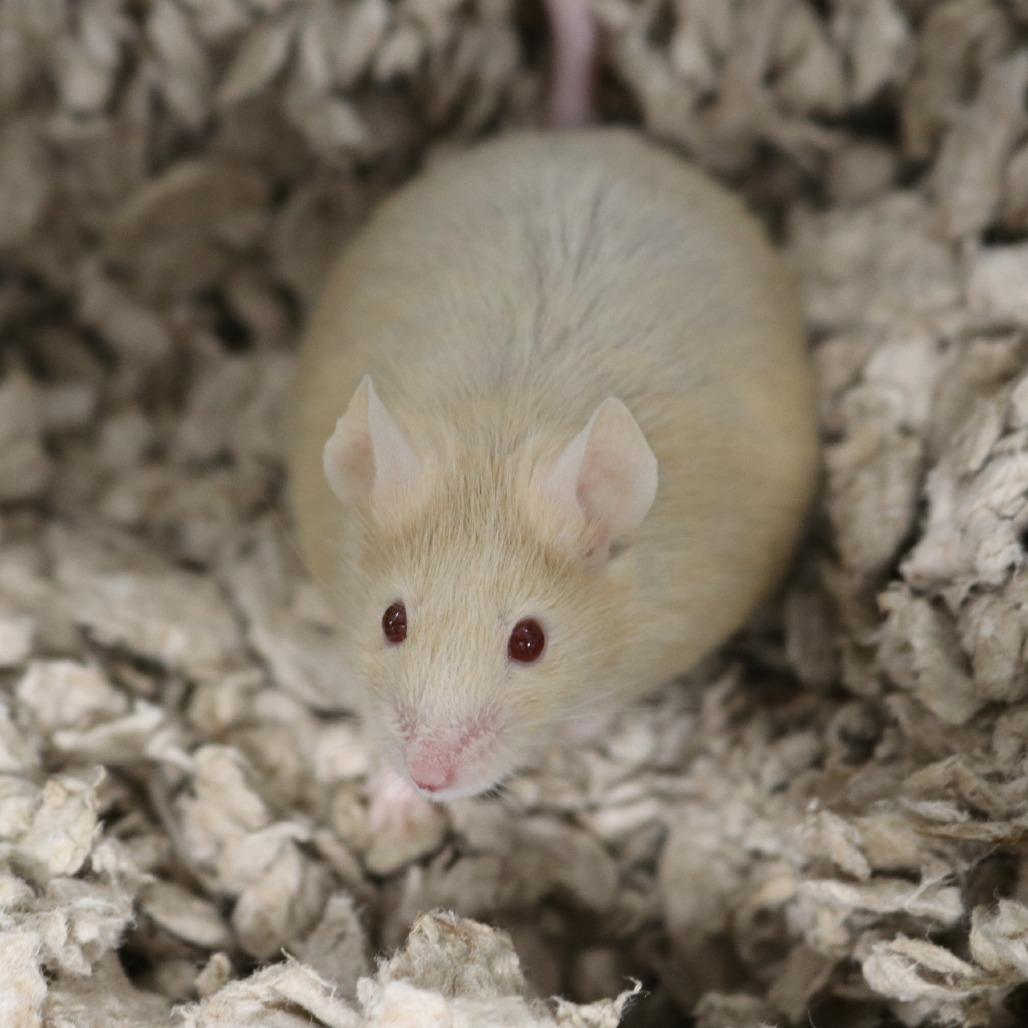 Cinnamon, a Adoptable Mouse in Saint Cloud, MN image 4/6