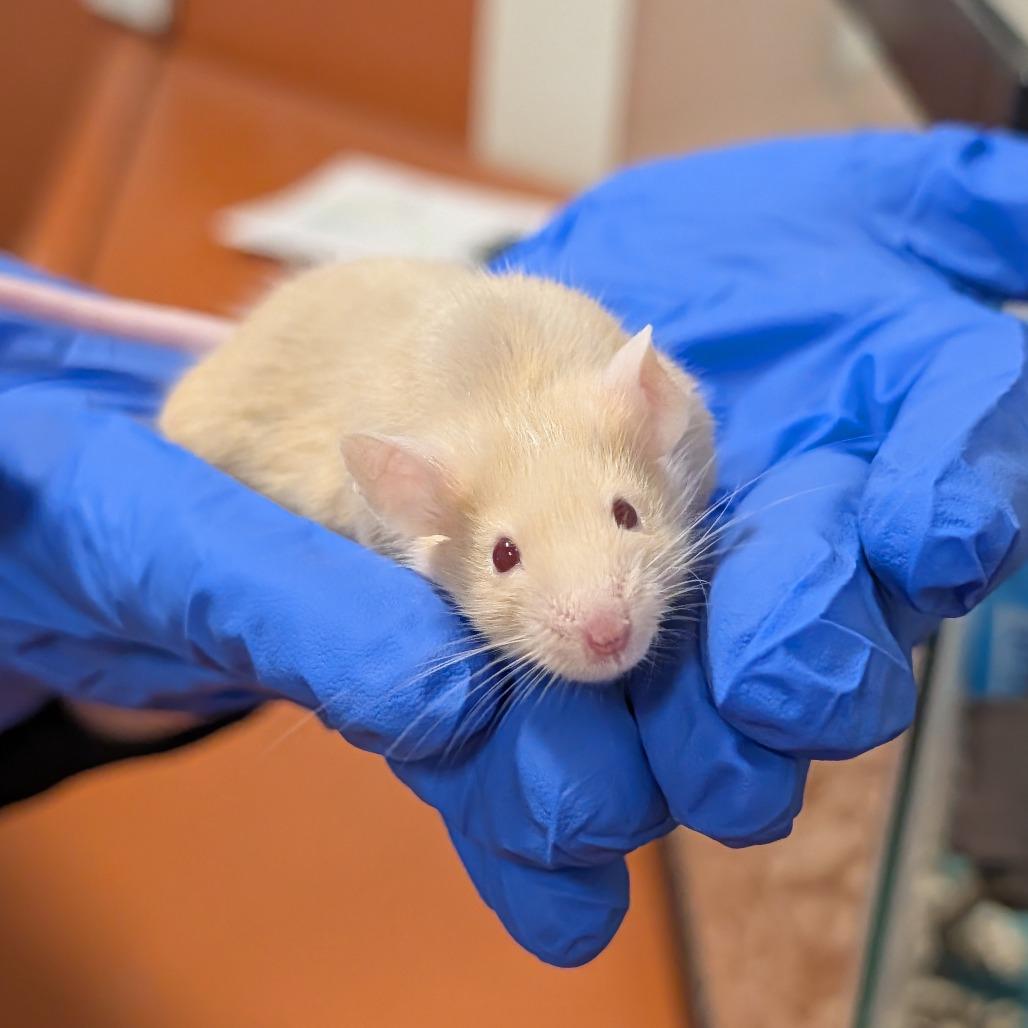 Cinnamon, a Adoptable Mouse in Saint Cloud, MN image 5/6