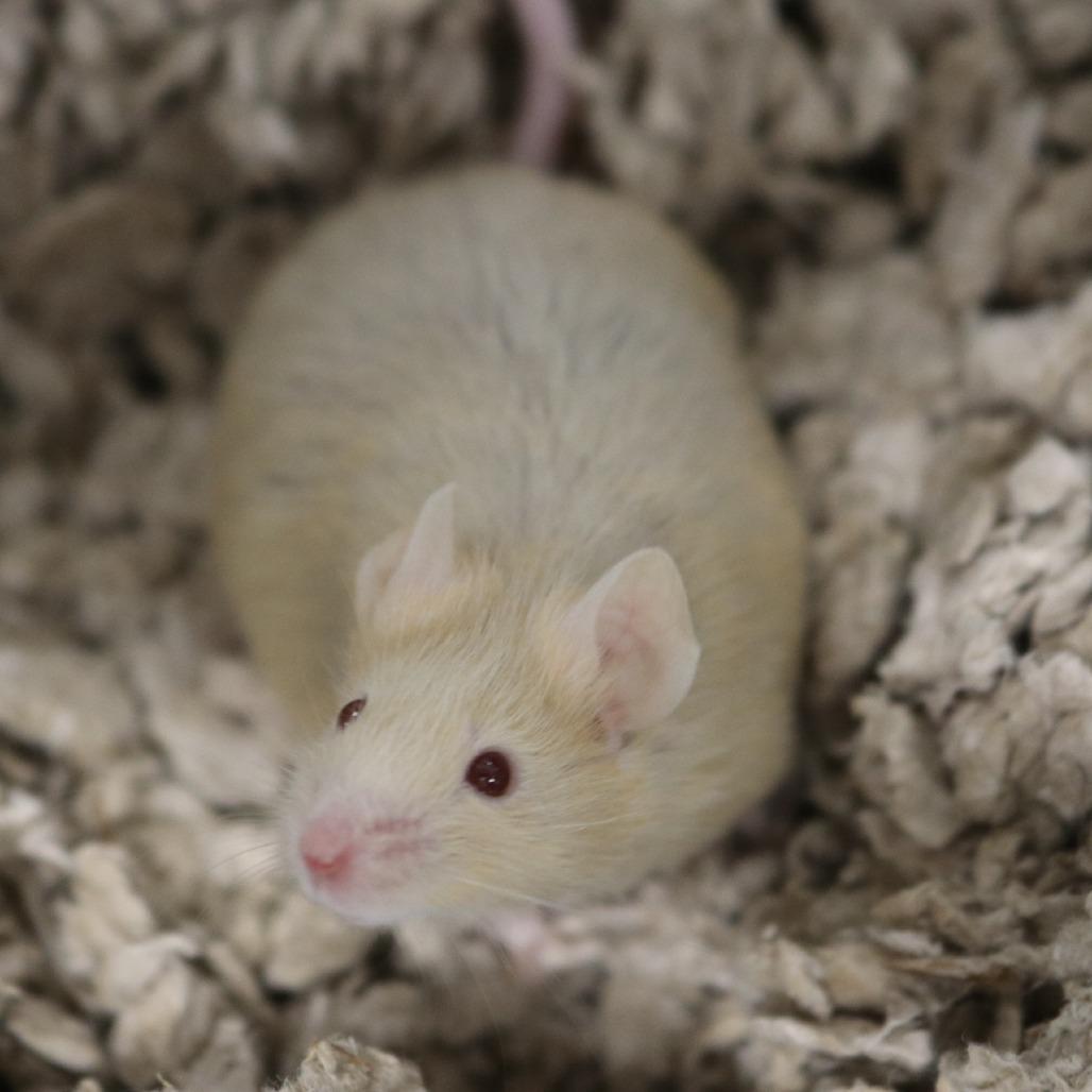 Cinnamon, a Adoptable Mouse in Saint Cloud, MN image 6/6