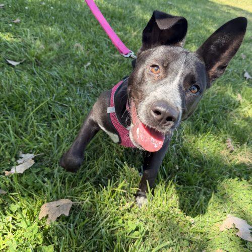 Sabrina Carpenter, Adoptable, Young Female Pit Bull Terrier & Border Collie.