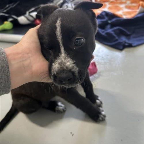 Sabrina Carpenter, Adoptable, Young Female Pit Bull Terrier & Border Collie.