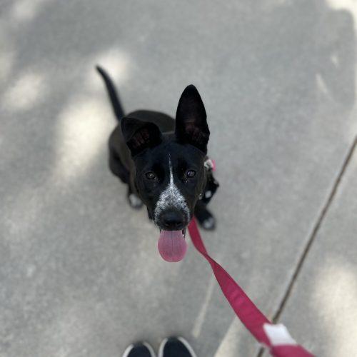 Enlarge Sabrina Carpenter, a Adoptable mixed breed in Visalia, CA image 3/5