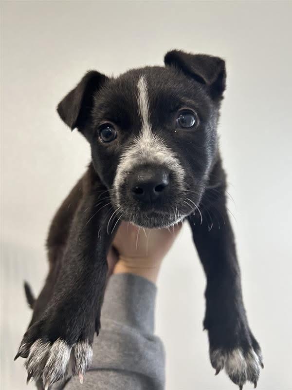 Enlarge Sabrina Carpenter, a Adoptable mixed breed in Visalia, CA image 3/4