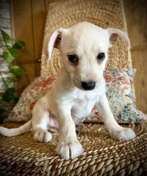 Leo, Adoptable, Puppy Male Chihuahua & Jack Russell Terrier.