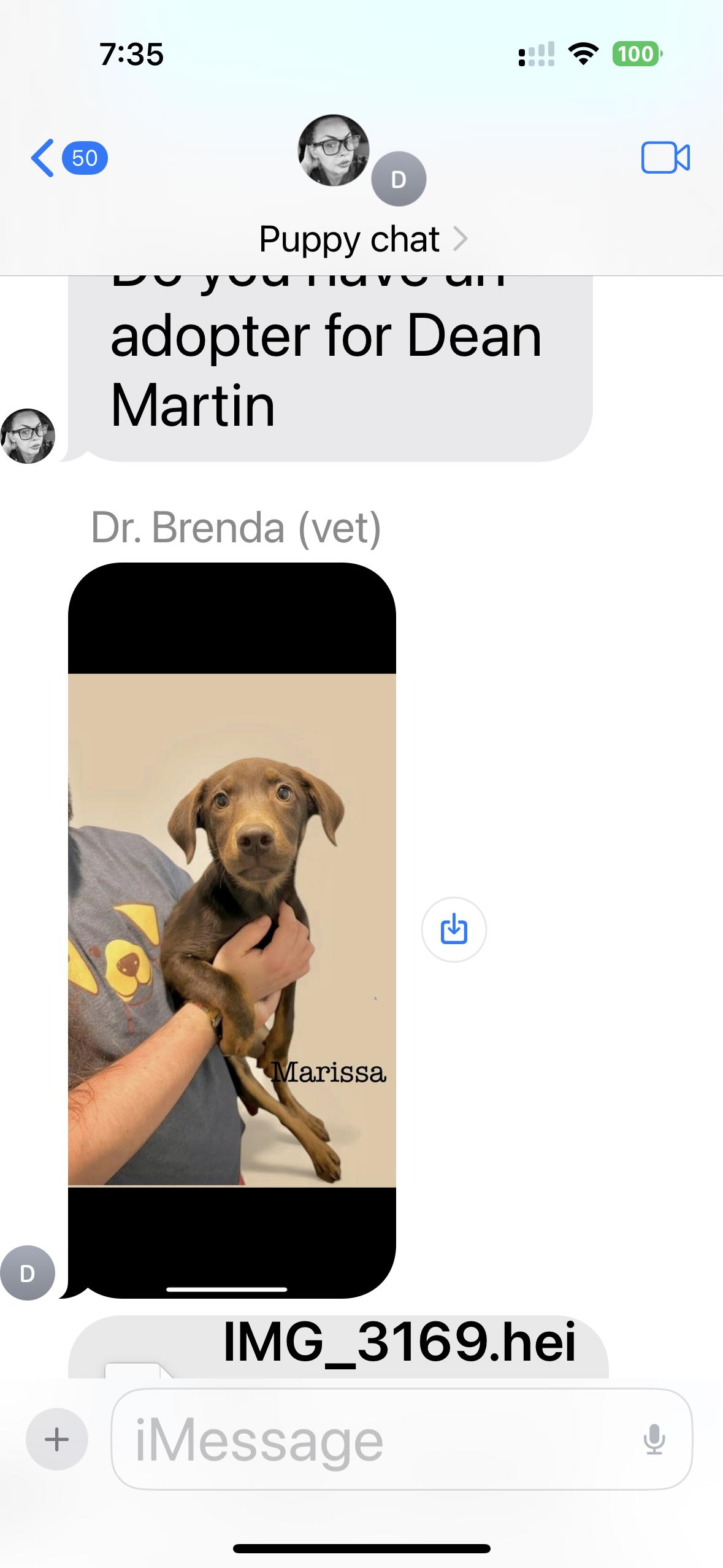 Enlarge Marissa, a Adoptable mixed breed in seaside heights, NJ image 1/2