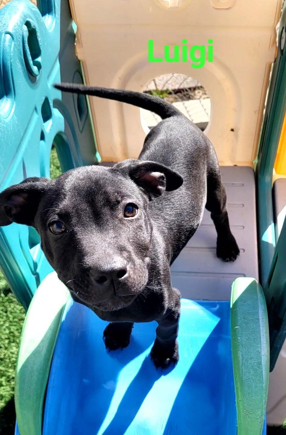 Luigi, Adoptable, Puppy Male Australian Shepherd.