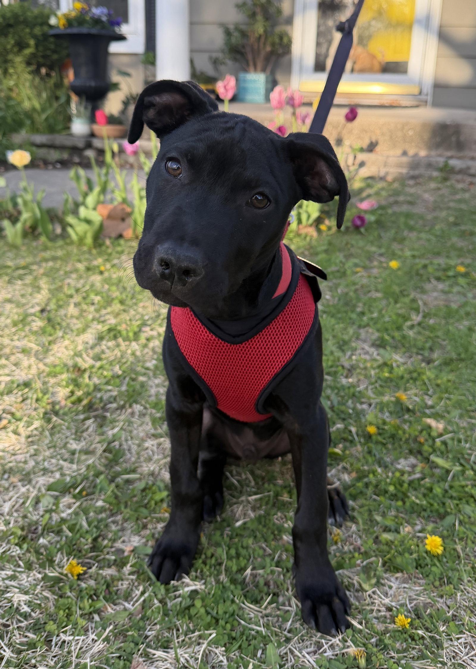 Luigi, Adoptable, Puppy Male Australian Shepherd.