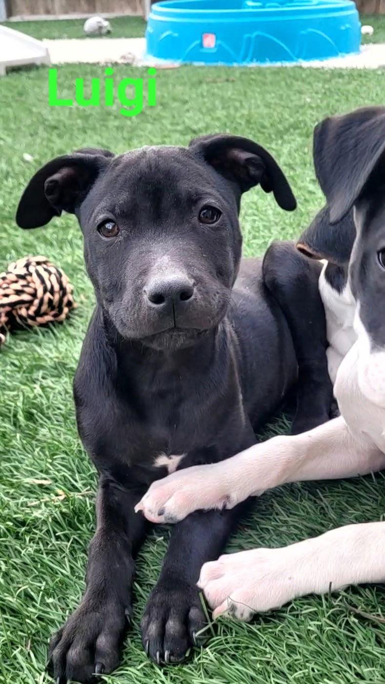 Enlarge Luigi, a Adoptable Australian Shepherd in West Des Moines, IA image 2/3