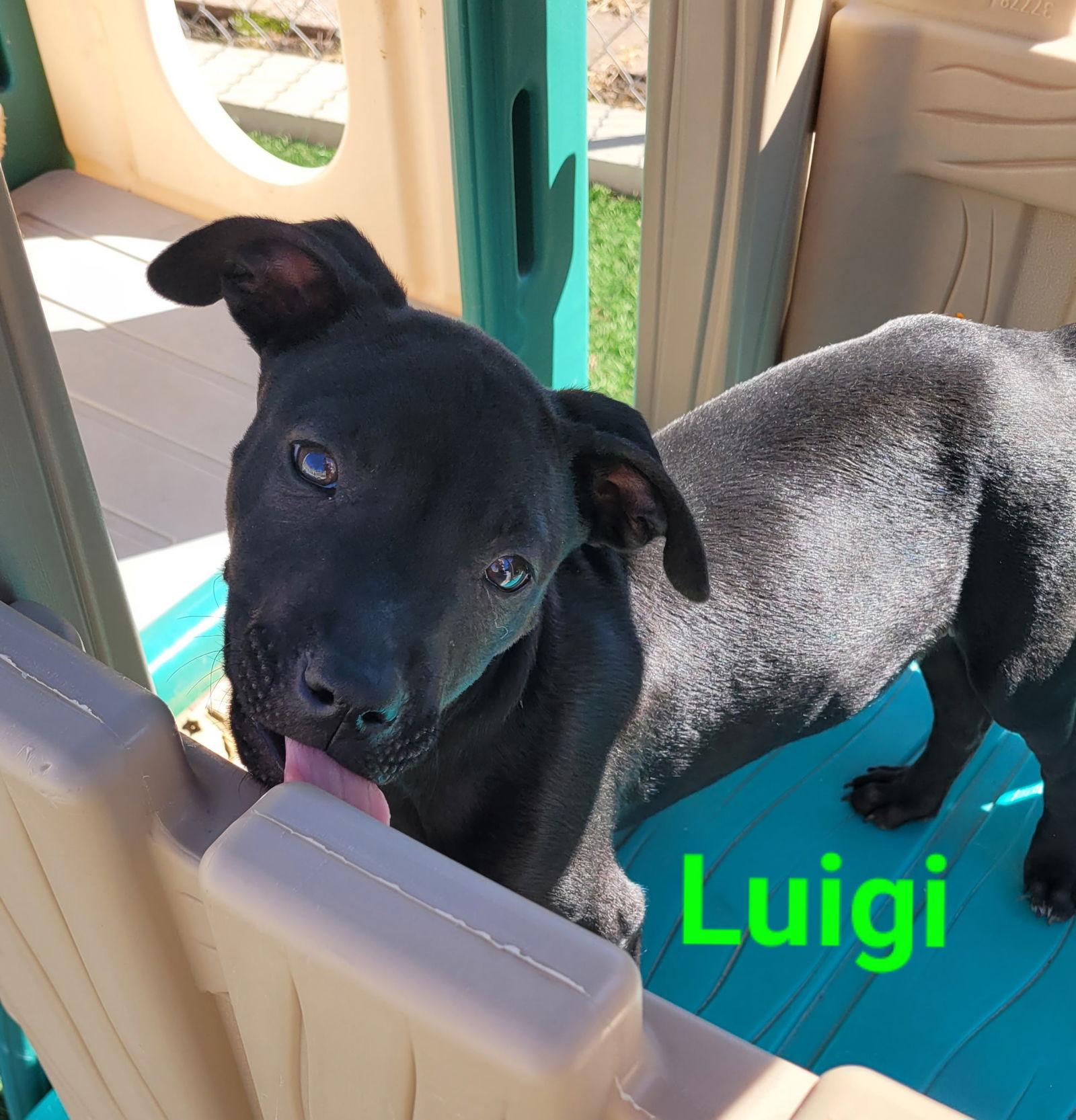 Enlarge Luigi, a Adoptable Australian Shepherd in West Des Moines, IA image 3/3