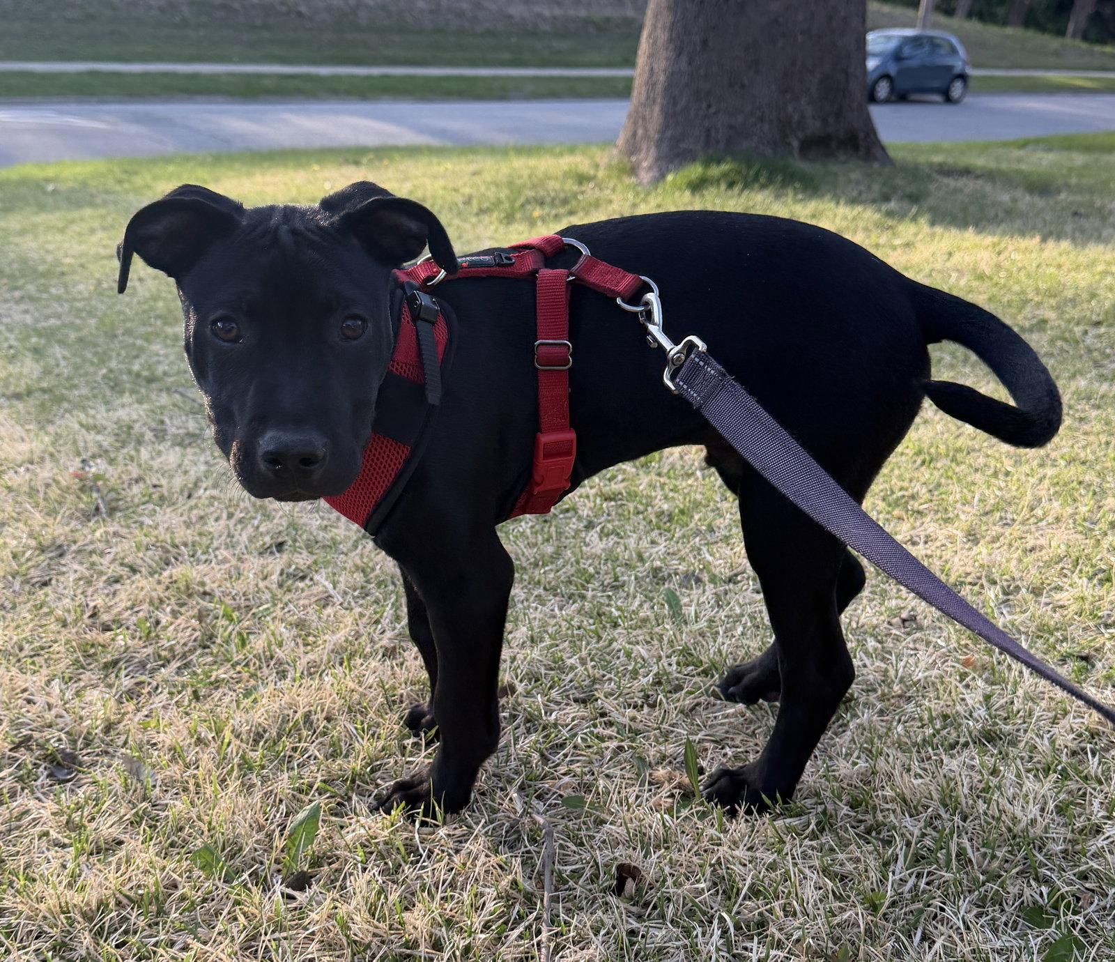 Enlarge Luigi, a Adoptable Australian Shepherd in West Des Moines, IA image 2/3