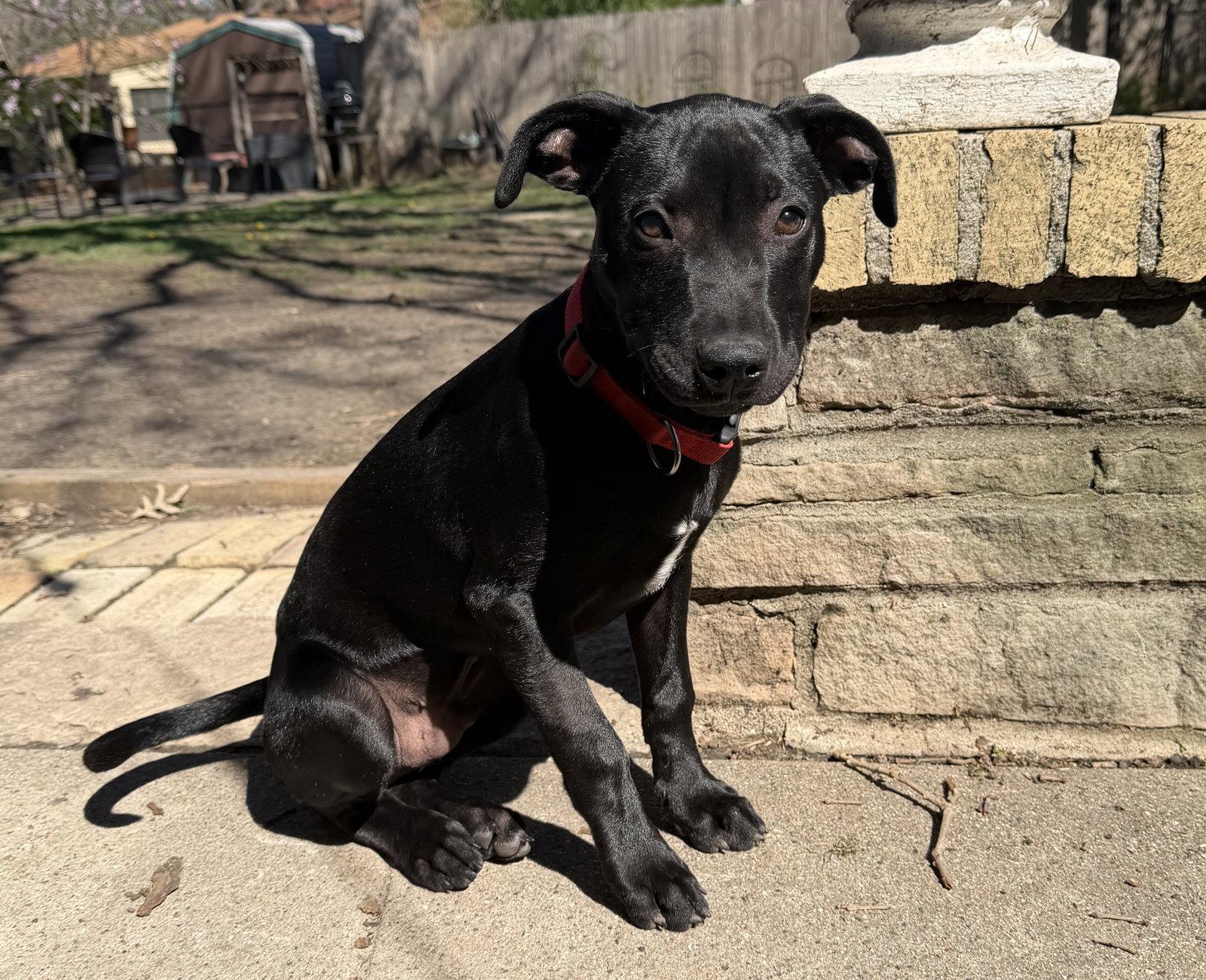 Enlarge Luigi, a Adoptable Australian Shepherd in West Des Moines, IA image 3/3