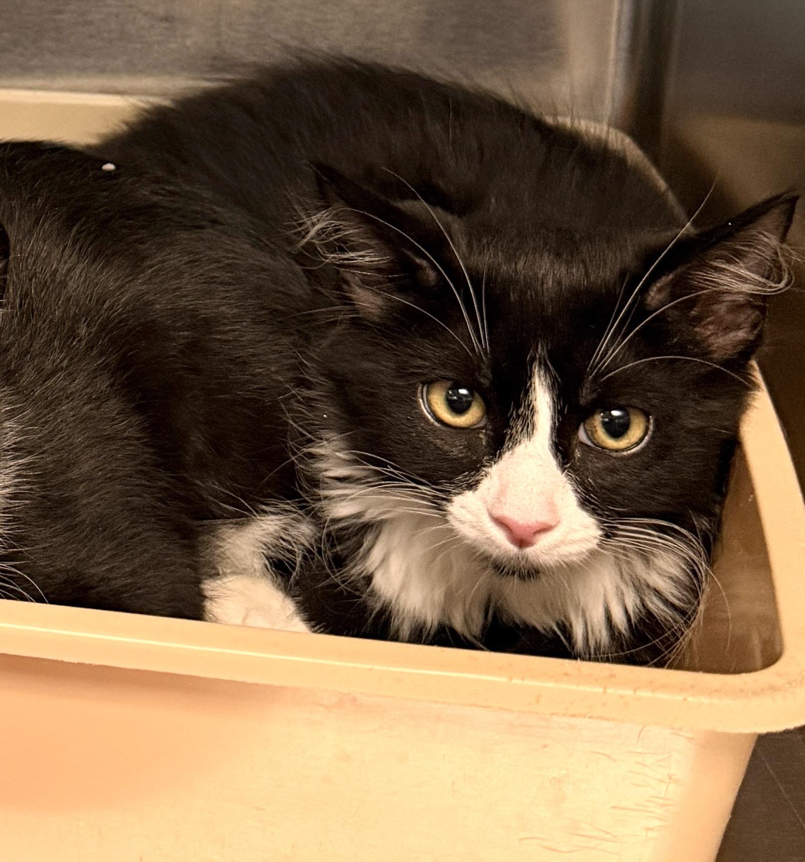 Sprinkles, a ADOPTABLE Domestic Long Hair in Wantagh, NY image 2/2