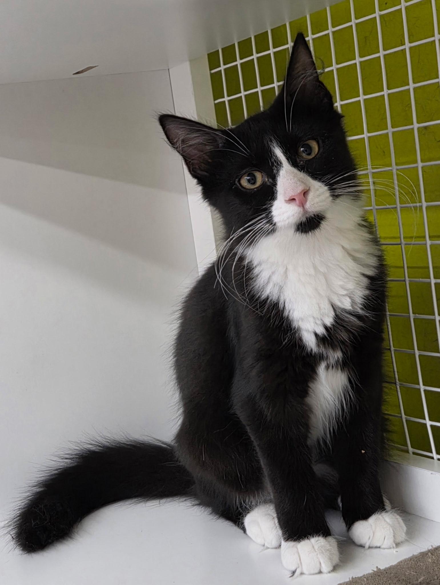 Sprinkles, ADOPTABLE, Kitten Female Domestic Long Hair.