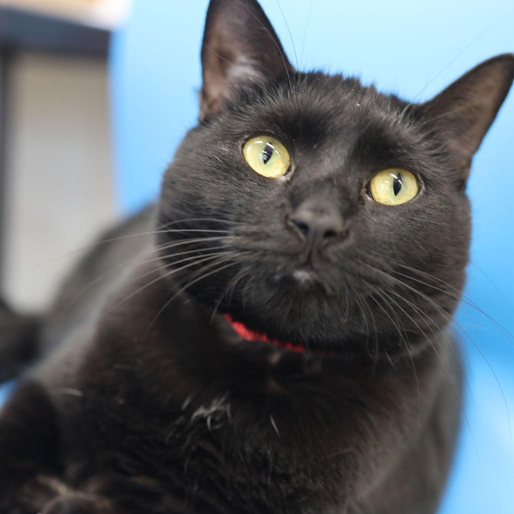 Keisha, Adoptable, Adult Female Domestic Short Hair.