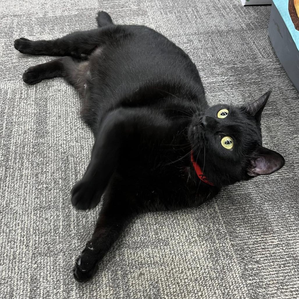 Enlarge Keisha, a Adoptable Domestic Short Hair in Hamburg, NY image 2/5