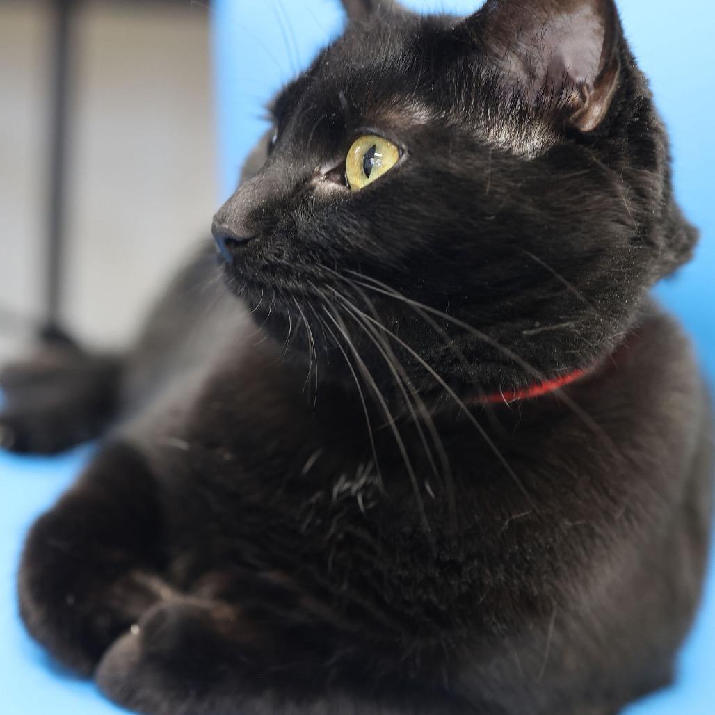 Enlarge Keisha, a Adoptable Domestic Short Hair in Hamburg, NY image 3/5