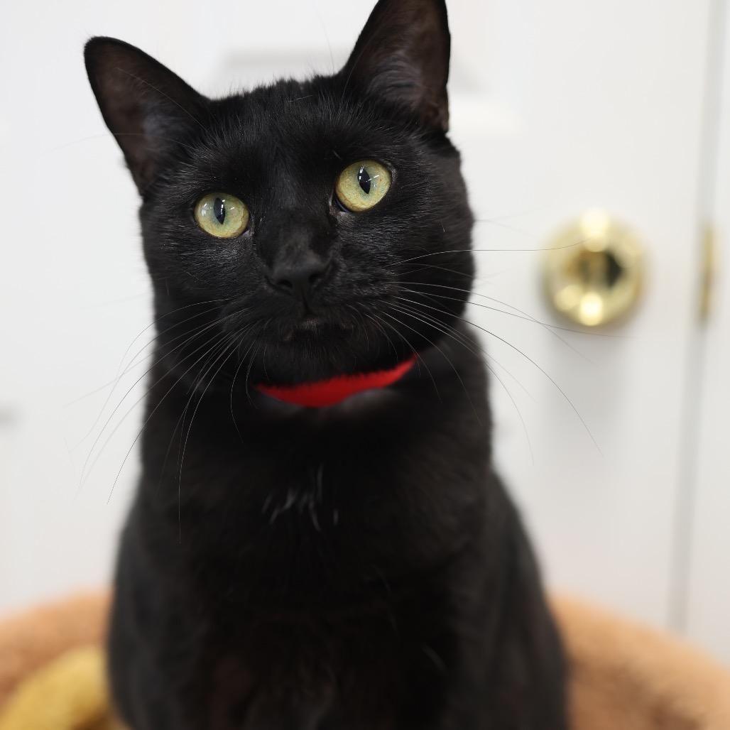 Enlarge Keisha, a Adoptable Domestic Short Hair in Hamburg, NY image 4/5