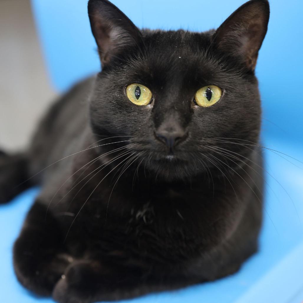 Enlarge Keisha, a Adoptable Domestic Short Hair in Hamburg, NY image 5/5