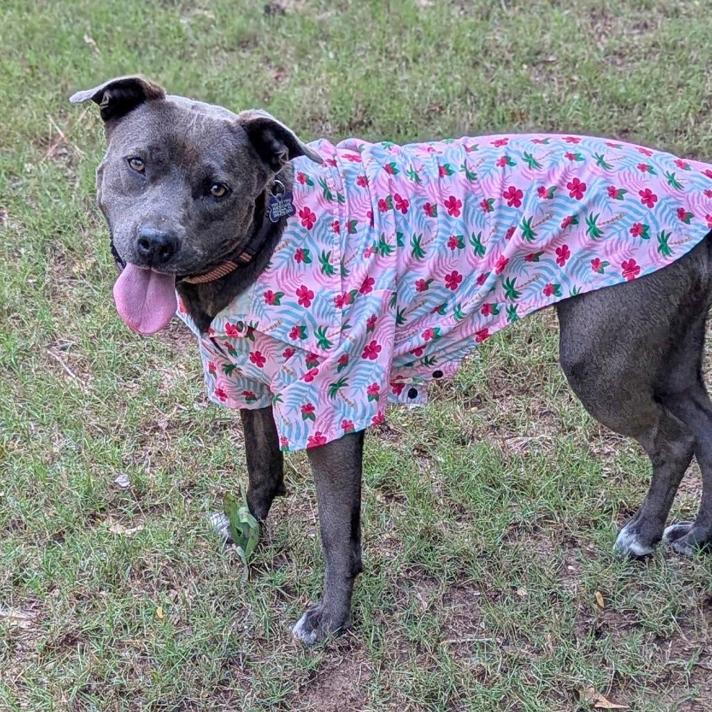 Enlarge Snow White, a Adoptable mixed breed in Helena, AL image 5/6