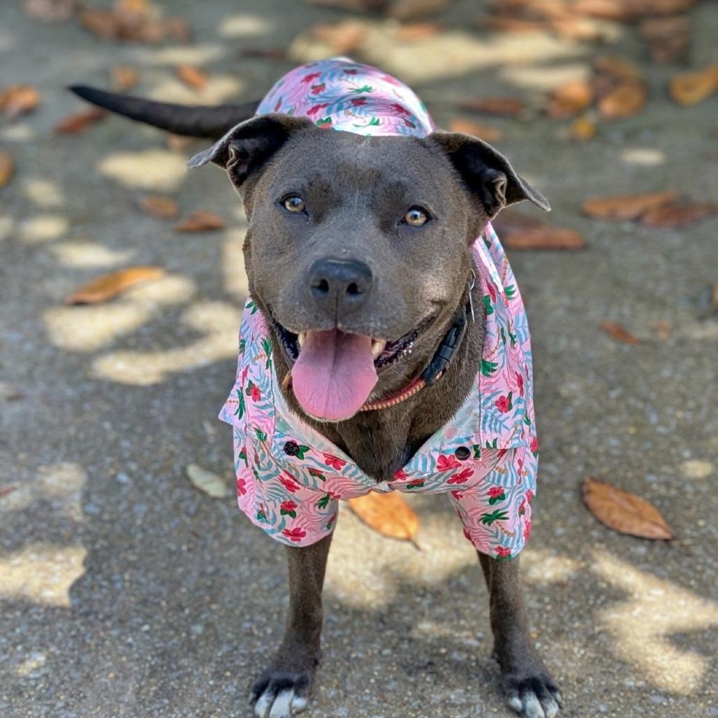 Snow White, Adoptable, Adult Female Pit Bull Terrier.