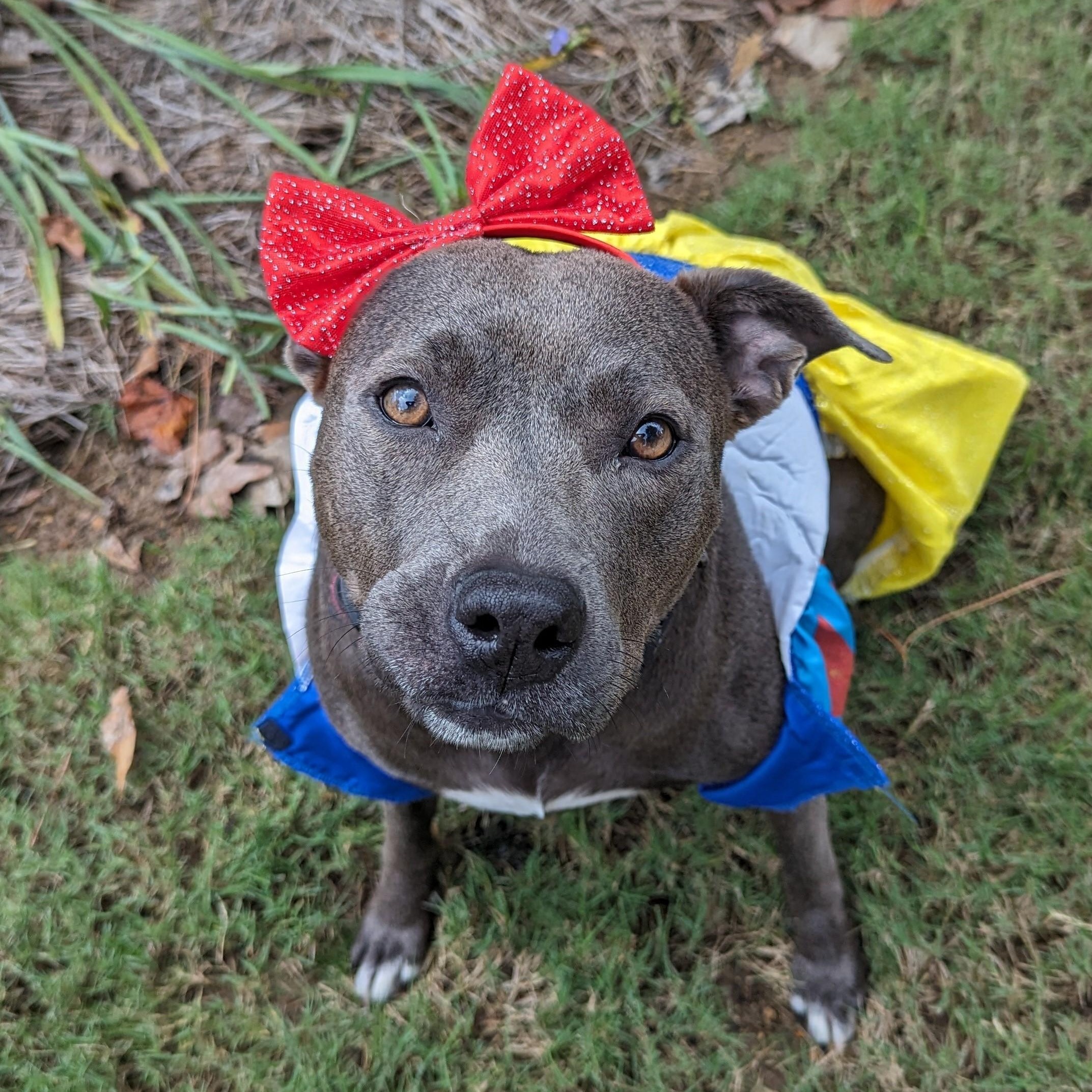 Enlarge Snow White, a Adoptable mixed breed in Helena, AL image 1/6