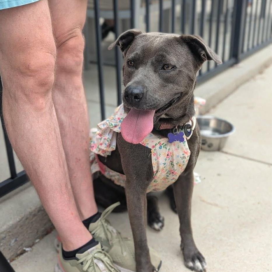 Enlarge Snow White, a Adoptable mixed breed in Helena, AL image 4/6