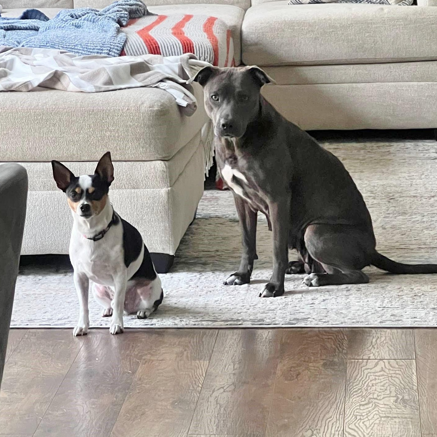 Enlarge Snow White, a Adoptable mixed breed in Helena, AL image 6/6