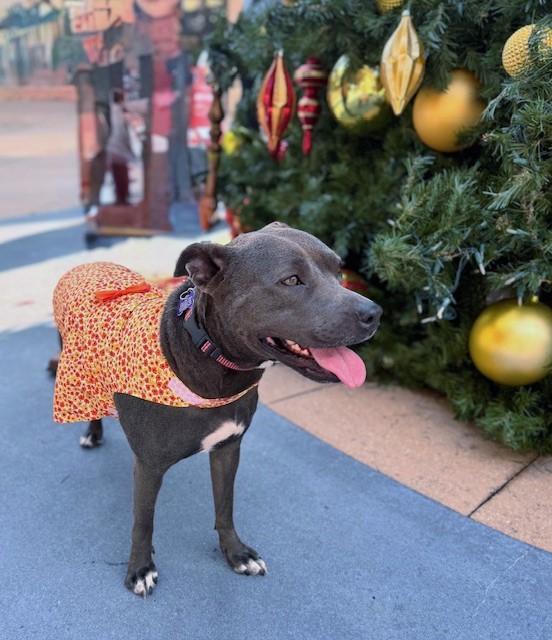 Enlarge Snow White, a Adoptable mixed breed in Helena, AL image 4/6