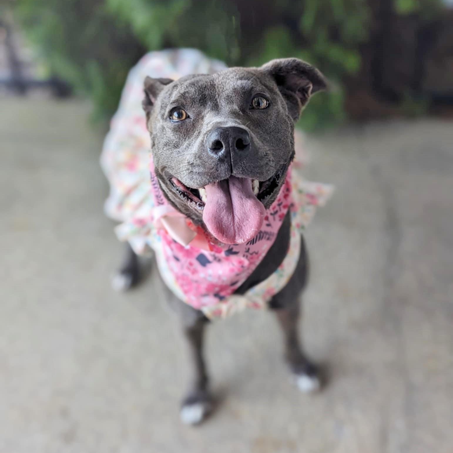 Enlarge Snow White, a Adoptable mixed breed in Helena, AL image 2/6