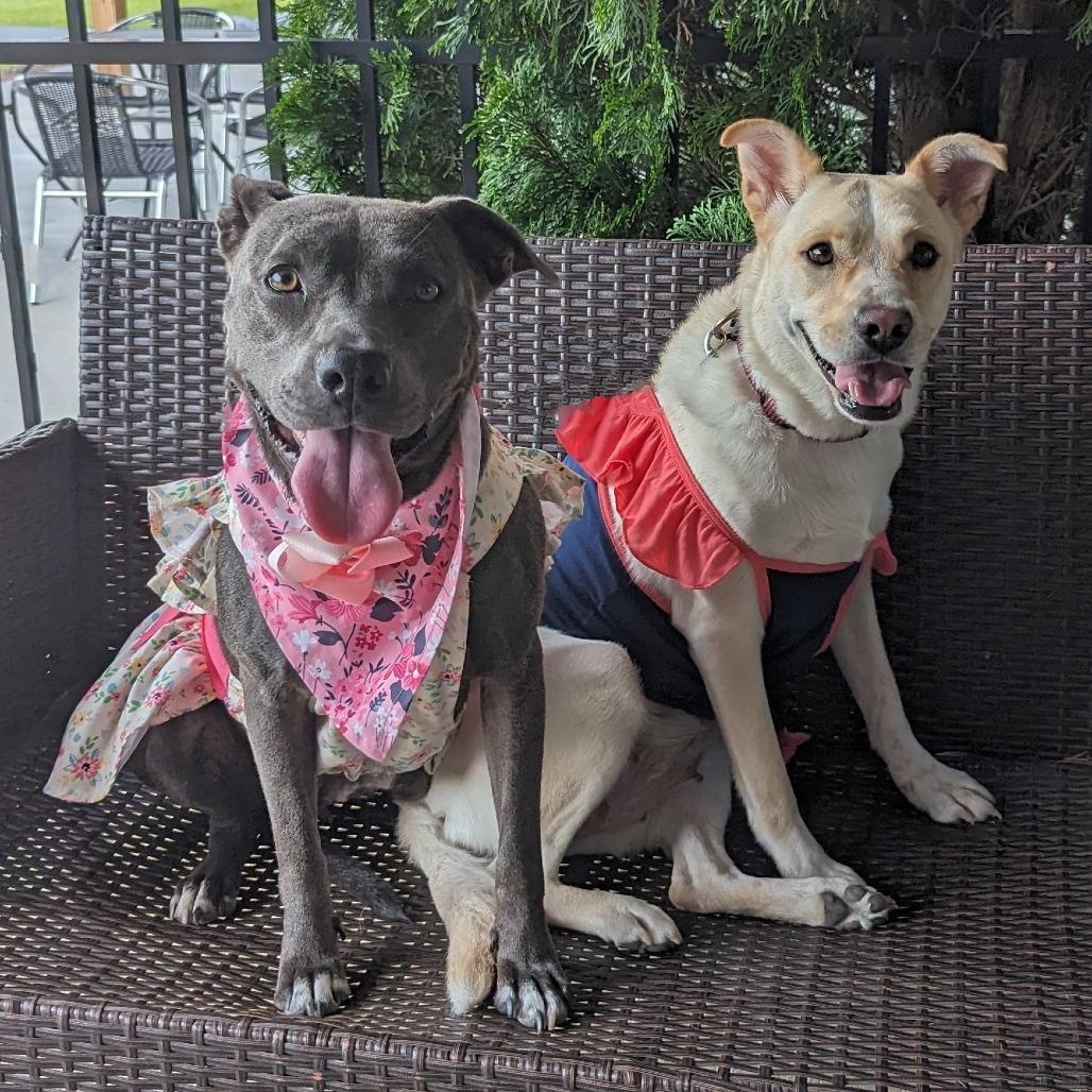 Enlarge Snow White, a Adoptable mixed breed in Helena, AL image 3/6