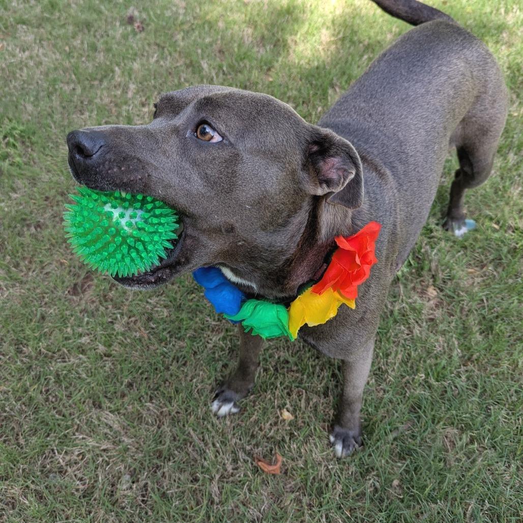 Enlarge Snow White, a Adoptable mixed breed in Helena, AL image 3/6