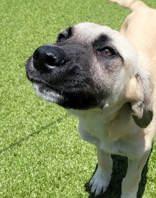 Enlarge Bart and his sister Darla, a Adoptable mixed breed in Commerce, TX image 4/5
