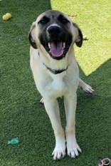 Enlarge Bart and his sister Darla, a Adoptable mixed breed in Commerce, TX image 2/5