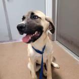 Enlarge Bart and his sister Darla, a Adoptable mixed breed in Commerce, TX image 5/5