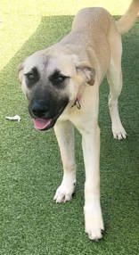 Enlarge Bart and his sister Darla, a Adoptable mixed breed in Commerce, TX image 3/5