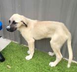 Enlarge Bart and his sister Darla, a Adoptable mixed breed in Commerce, TX image 1/5