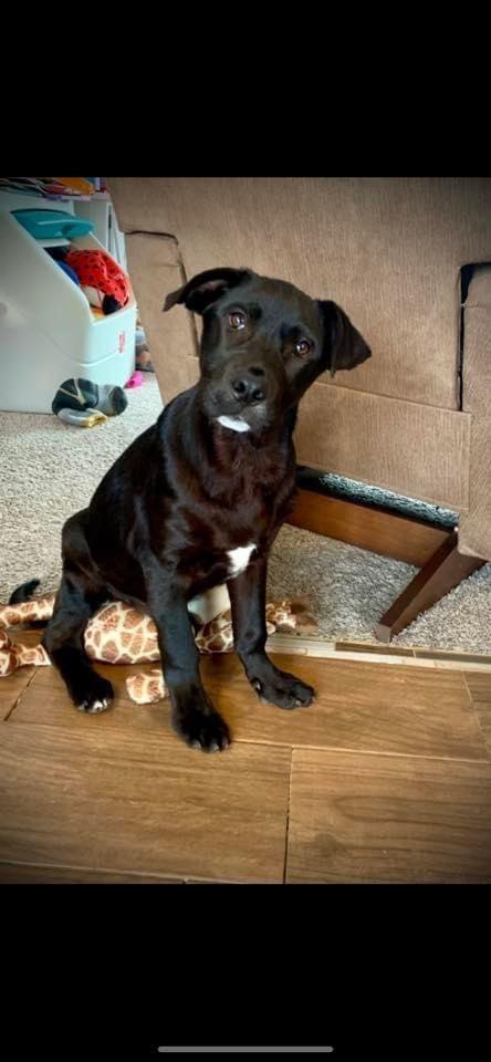 Enlarge Huxley, a Adopted mixed breed in Bristol, WI image 1/6