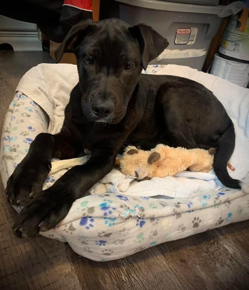 Enlarge Huxley, a Adopted mixed breed in Bristol, WI image 2/6